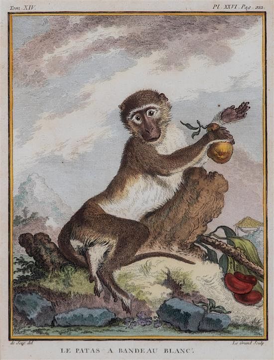 Appraisal: A Set of Five Hand-Colored Monkey Engravings A Set of