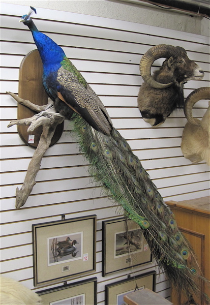 Appraisal: INDIAN BLUE PEACOCK trophy mount displayed on driftwood perch attached