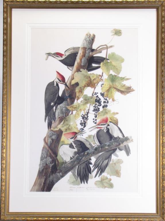 Appraisal: Oppenheimer Audubon Plate Pileated Woodpecker J J Audubon's Best Watercolors