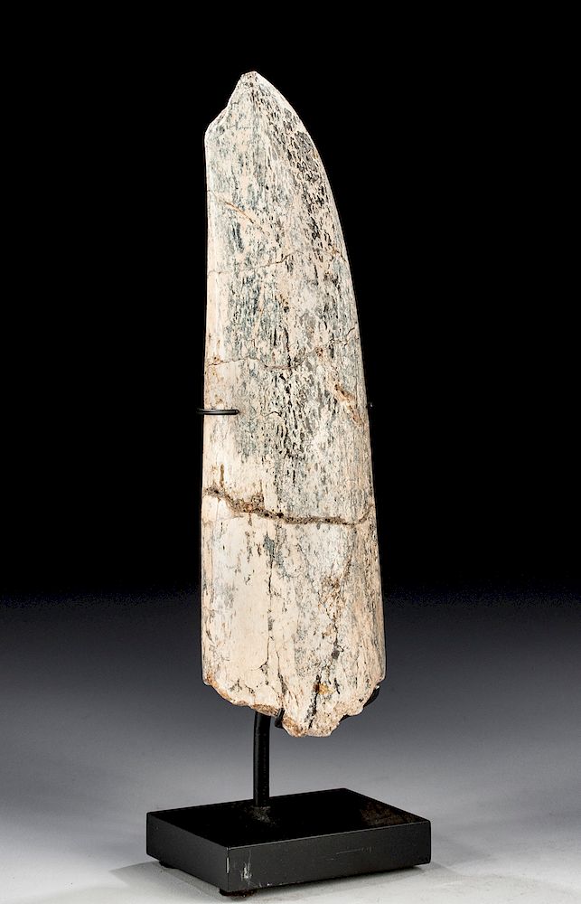 Appraisal: Fossilized Woolly Mammoth Tusk Tip - Great Color North America