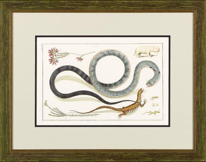 Appraisal: Albertus Seba Dutch d Snakes two hand-colored copper engravings sight