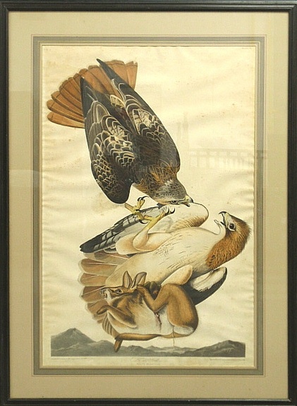 Appraisal: - J J Audubon elephant folio Red Tailed Hawk engraved