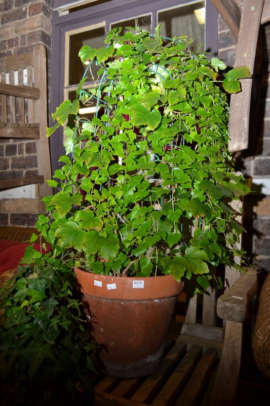 Appraisal: A GROUP OF THREE IVY TOPIARY PLANTS IN TERRACOTTA A