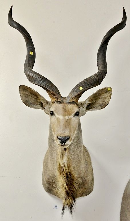 Appraisal: Large African Kudu shoulder taxidermy mount dp in Large African