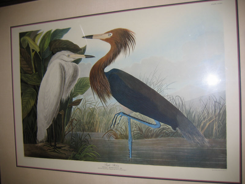 Appraisal: AFTER JOHN JAMES AUDUBON American - Print of the PURPLE