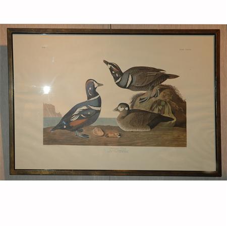 Appraisal: After John James Audubon HARLEQUIN DUCK Color reproduction Estimate -