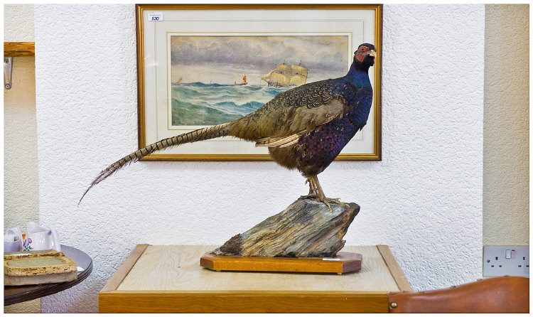 Appraisal: Taxidermy Showing A Pheasant Standing On An Teak Base