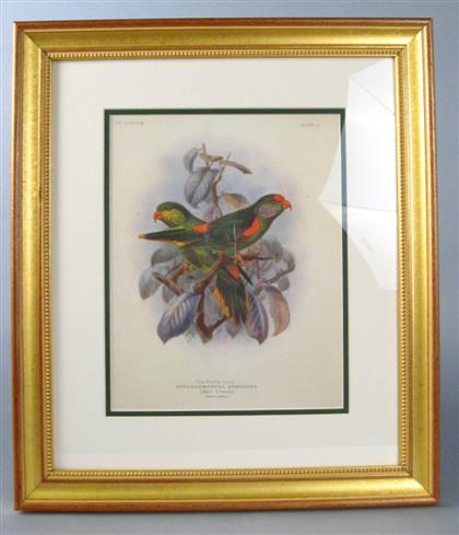 Appraisal: Five color lithographs of parrots after H K Keulemans after