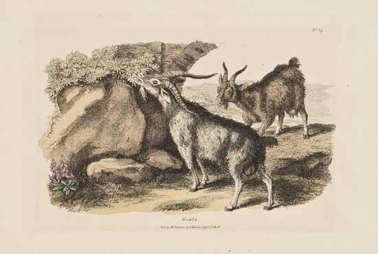 Appraisal: Samuel Howitt - A group of prints of livestock including