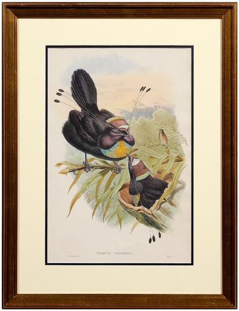 Appraisal: Gould and Hart lithograph Parotia Sexpennis after John Gould British