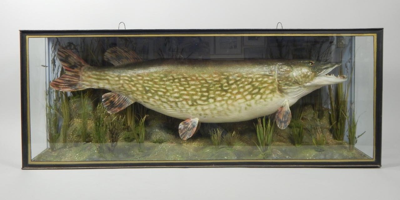 Appraisal: A taxidermied large pike in an ebonised and glazed case