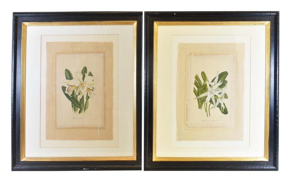 Appraisal: LA ROCHE LAFITTE FRENCH B Pair of Botanical Watercolors Painted