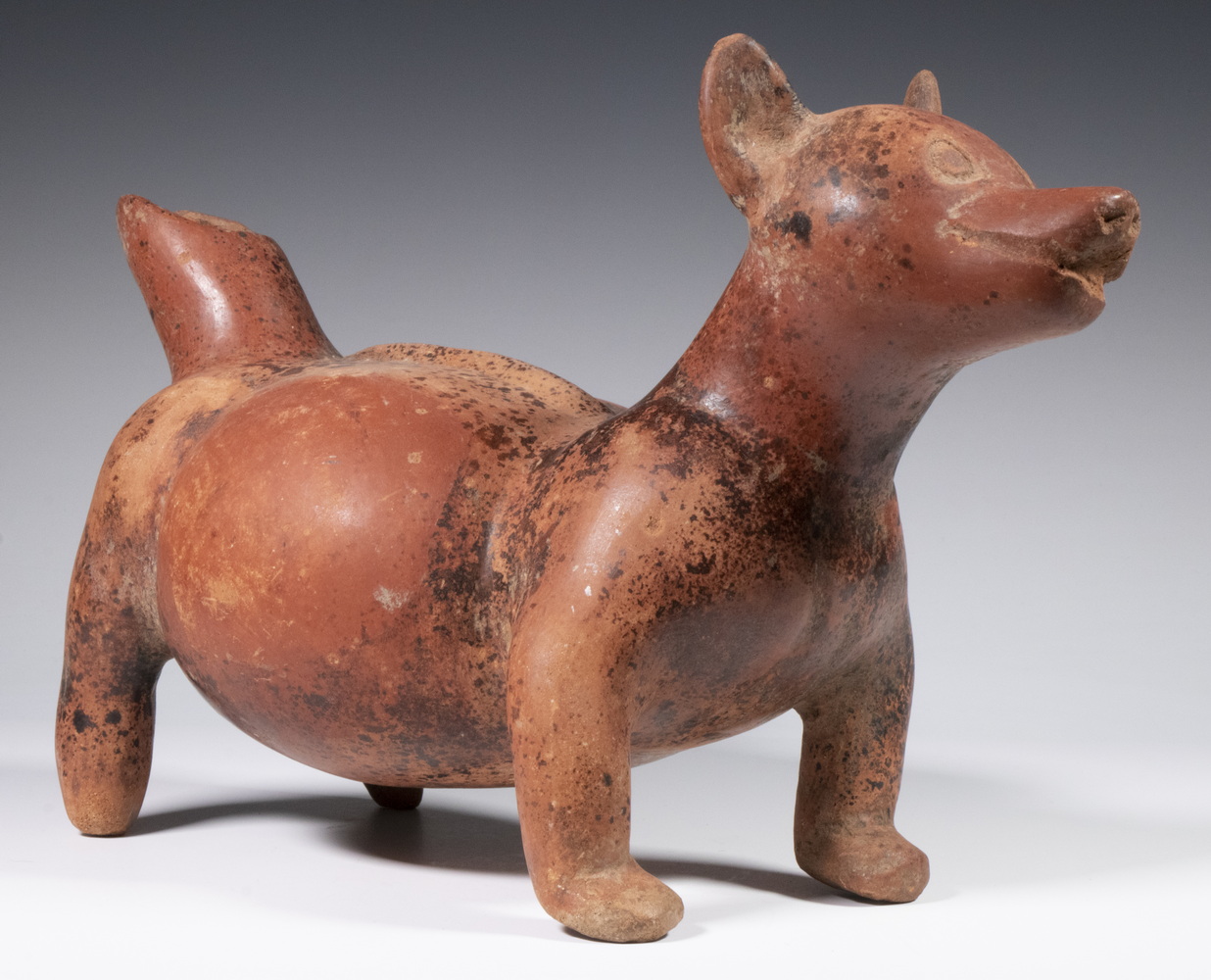 Appraisal: COLIMA MEXICO POTTERY DOG FIGURE Varnished red clay with heavy