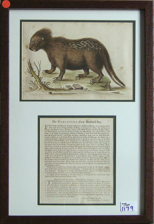 Appraisal: George Edwards engraving of a porcupine