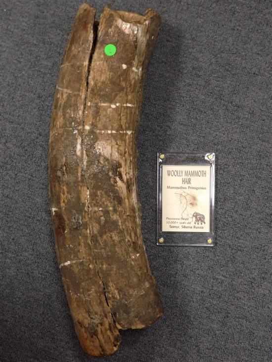 Appraisal: MAMMOTH HAIR MAMMOTH TUSK Russia Holland A mammoth is any