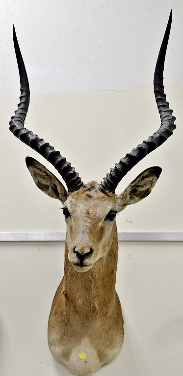 Appraisal: Three African taxidermy mounts including a shoulder mount impala dp