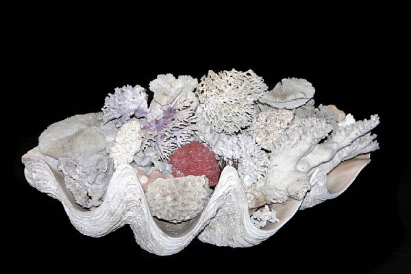 Appraisal: A giant clamshell filled with various coral specimens height in