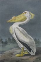 Appraisal: John James Audubon American - American White Pelican Male from