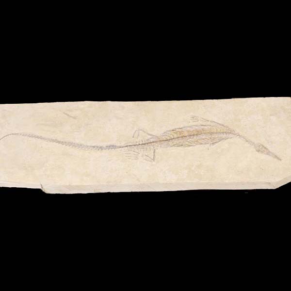 Appraisal: Mesosaurus Brasiliensis Reptile Fossil Early Permian Irati Formation Sao Paulo