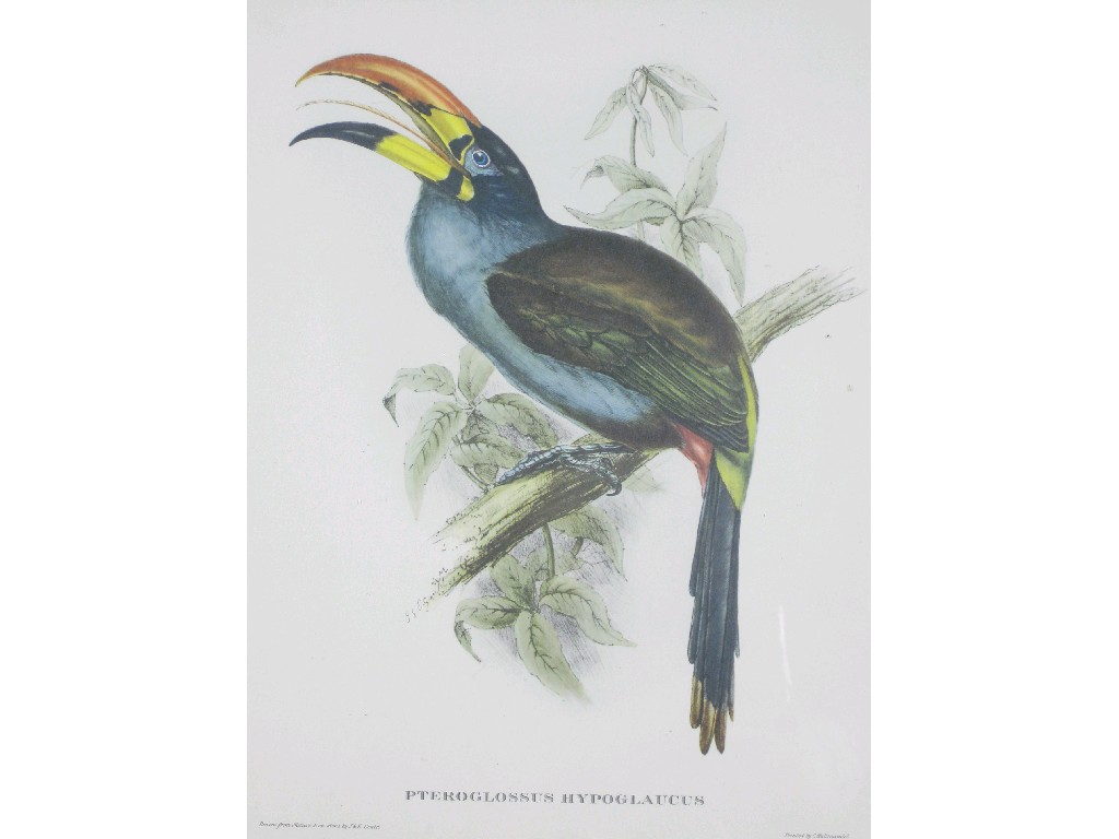 Appraisal: AFTER J E GOULD Pteroglossus Hypoglaucus and Trogan Mexicanus colour