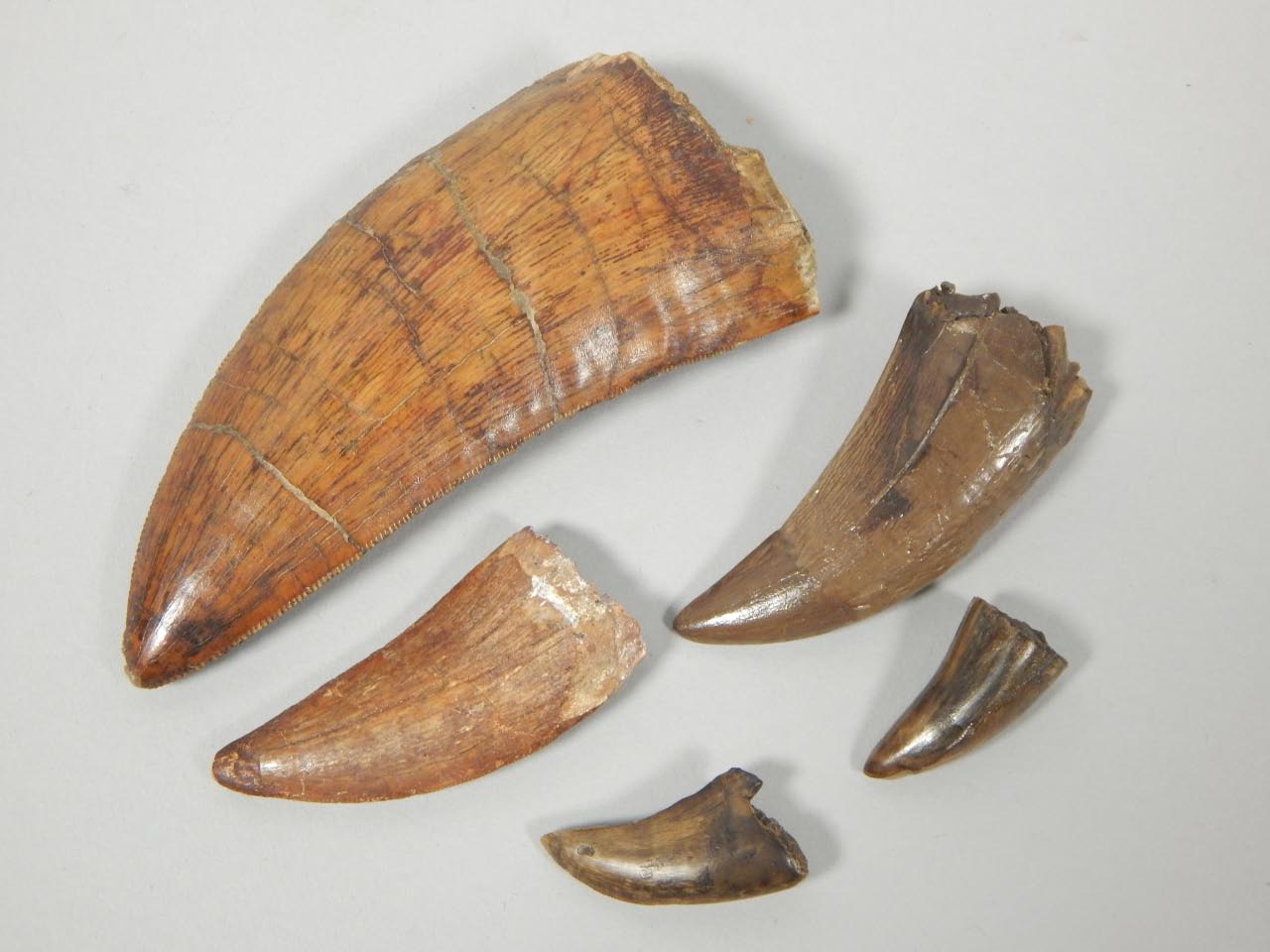 Appraisal: Various fossilized dinosaur teeth to include a Carcharodontonsaurus tooth etc