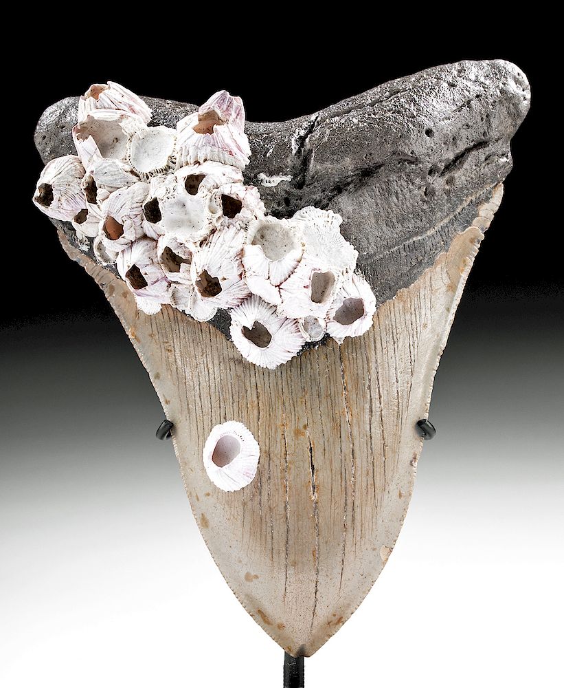 Appraisal: Atlantic Fossilized Megalodon Tooth with Sea Barnacles Ancient seas found