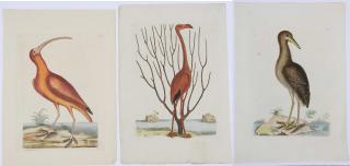 Appraisal: Mark Catesby British - Three prints The Flamingo T The