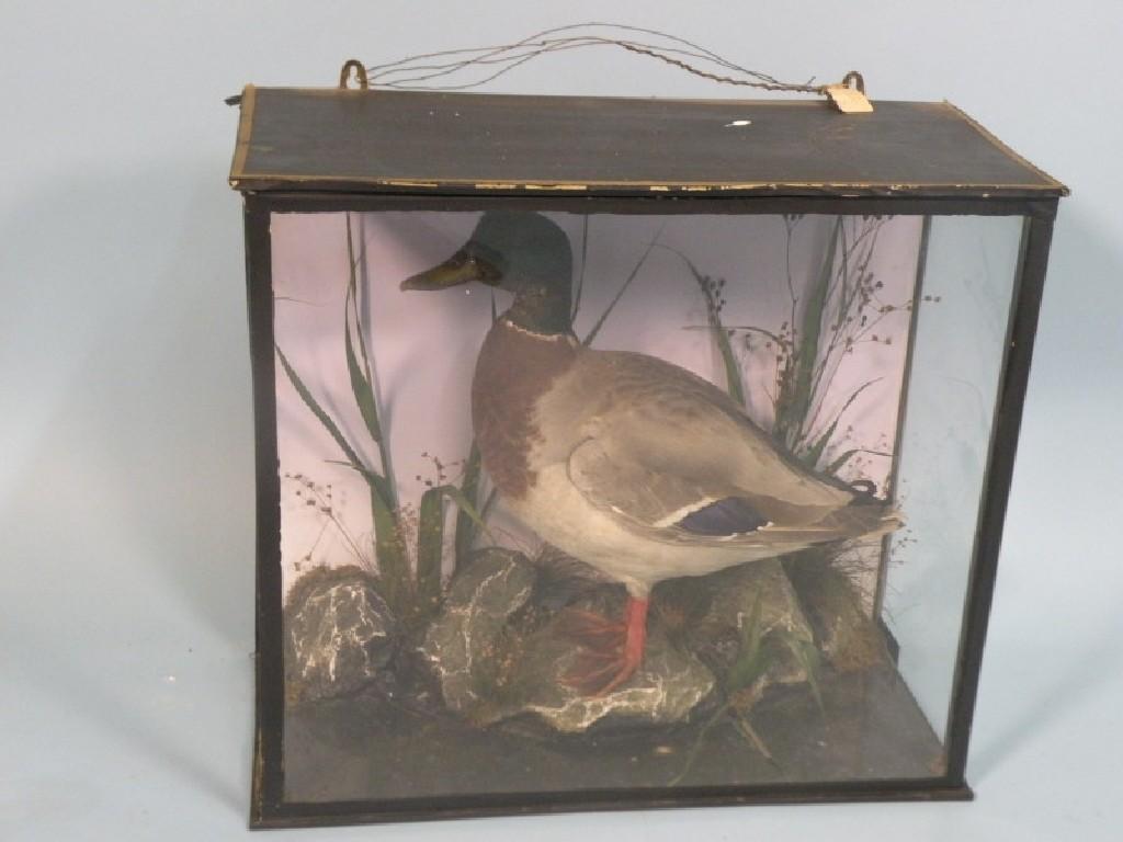 Appraisal: A taxidermied mallard in a fitted case complete with rocks