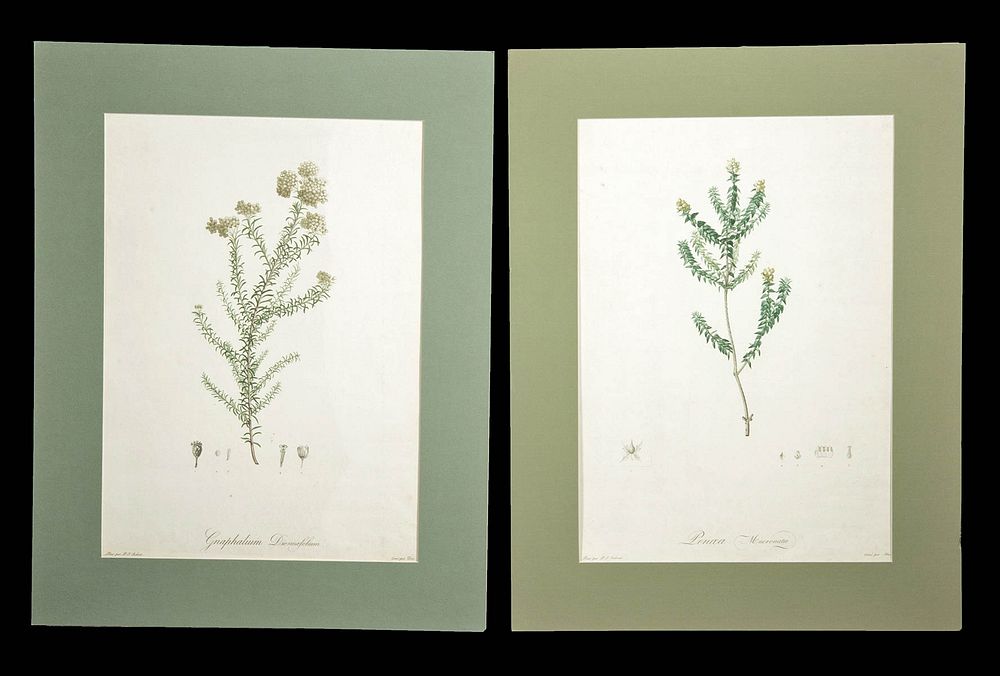 Appraisal: Pair of th C French Redoute Botanical Engravings Artist Pierre-Joseph