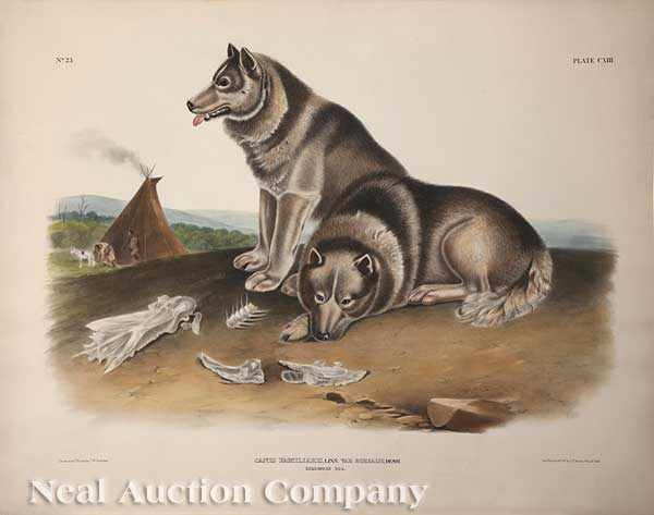 Appraisal: John James Audubon American - Esquimaux Dog Plate hand-colored large