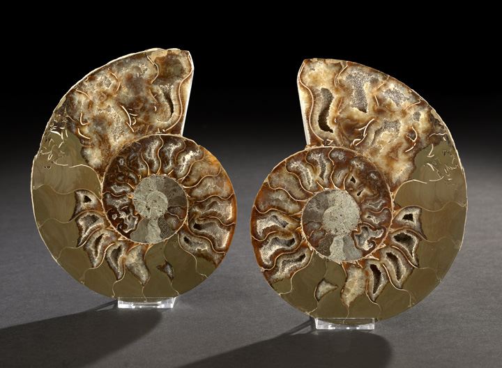 Appraisal: Fine Pair of Split Ammonite Fossil Specimens Cretaceous Period ca