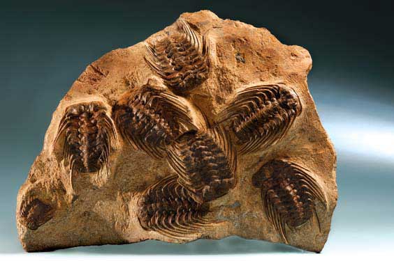 Appraisal: LARGE COMPLETE TRILOBITES IN A NATURAL PLATE - VERY FINE