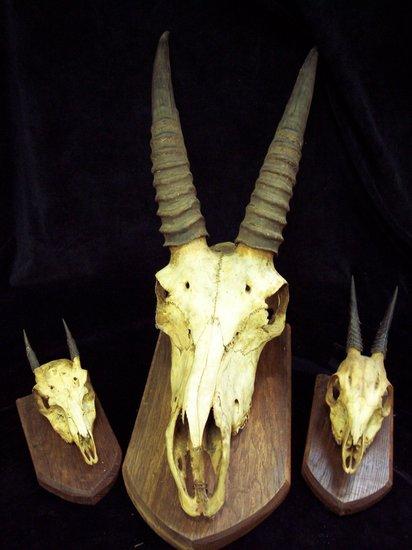 Appraisal: A skull and horns mounted on a wooden shield and