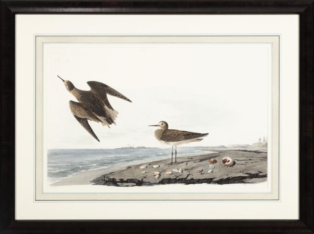 Appraisal: After John James Audubon American - Schniz's Sandpiper digital image