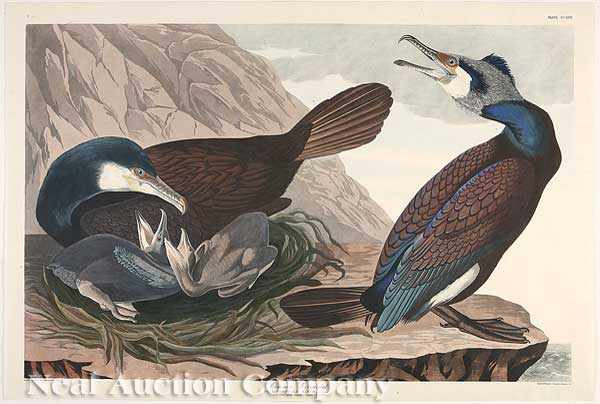 Appraisal: John James Audubon American - Common Cormorant Plate hand-colored engraving