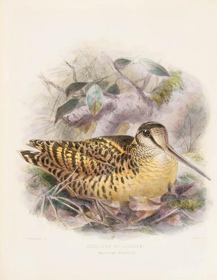 Appraisal: SEEBOHM Henry - The Geographical Distribution of the Family Charadriidae