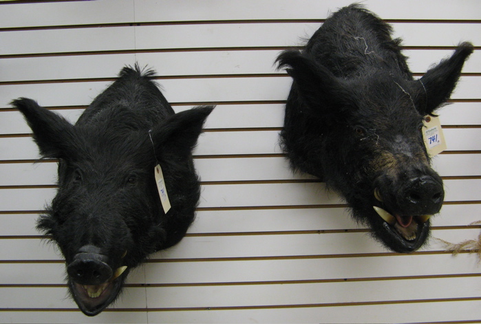 Appraisal: PAIR OF BLACK RUSSIAN WILD BOARS trophy head mounts with