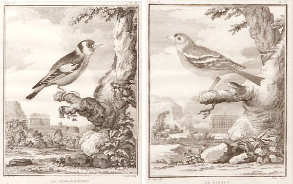 Appraisal: A group of four French black and white ornithological engravings