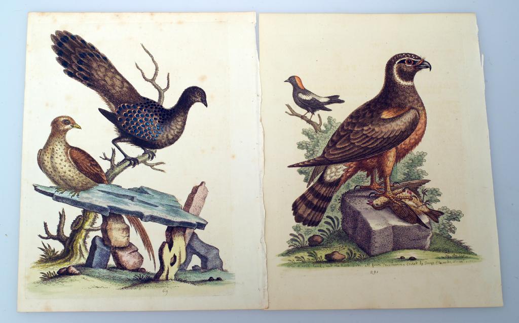 Appraisal: SET OF FIVE GEORGE EDWARDS HAND-COLOURED ENGRAVINGS MID- th CENTURY