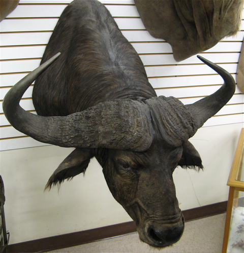 Appraisal: AFRICAN CAPE BUFFALO syncerus caffer trophy head mount with bold