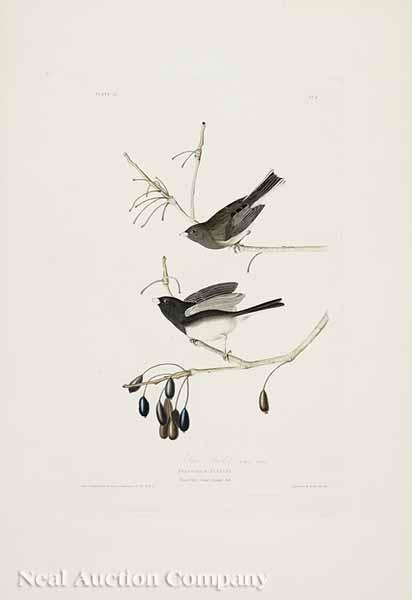 Appraisal: After John James Audubon American - Snow Bird No plate