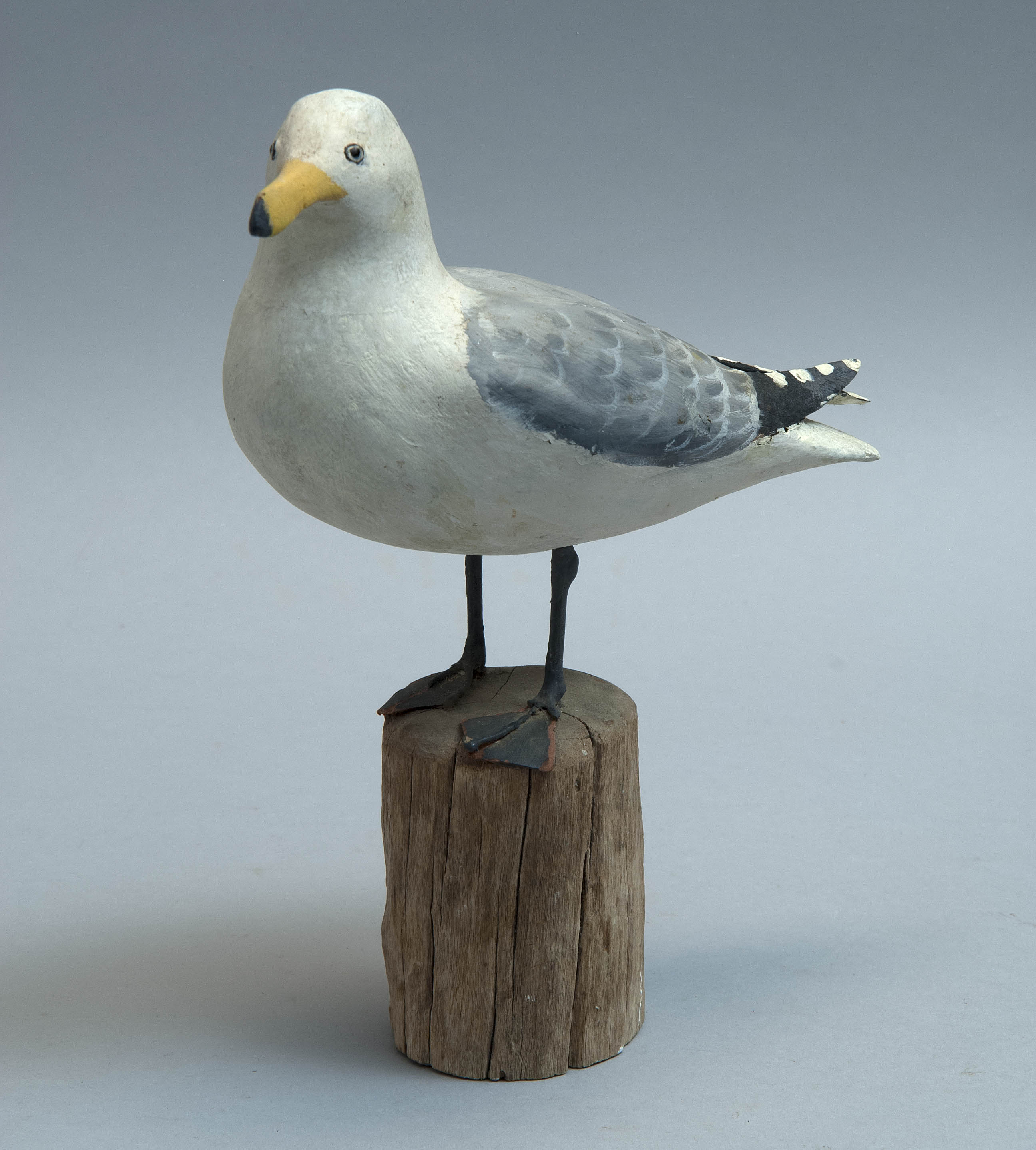 Appraisal: MINIATURE HERRING GULL th CenturyBy Peter Peltz of Sandwich Massachusetts