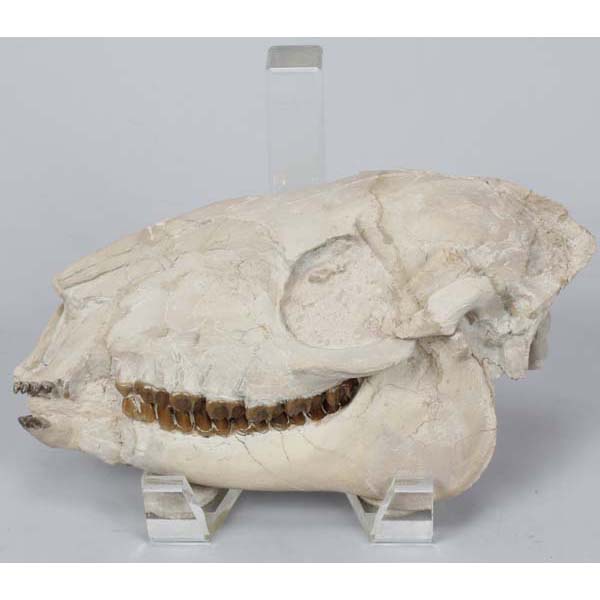 Appraisal: Miohippus fossil Oligocene Three-toed prehistoric horse skull White River Badlands