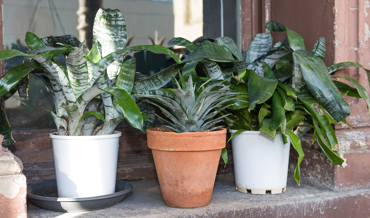 Appraisal: THREE ASSORTED POTTED PLANTS largest measuring h x diameter