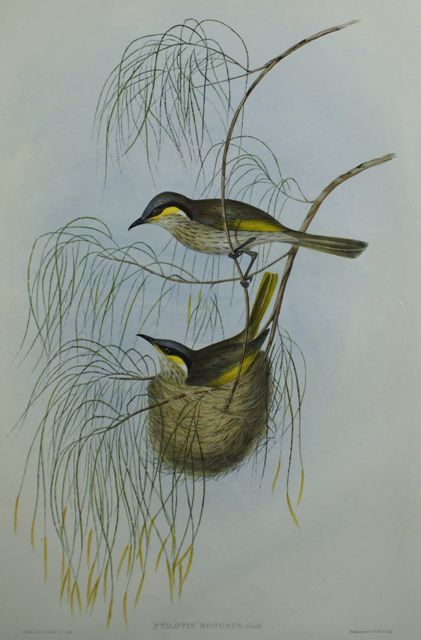 Appraisal: Singing Honey-eater Ptilotis Sonorus