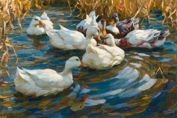 Appraisal: KOESTER ALEXANDER Bergneustadt - Munich Ducks in blue reedy water