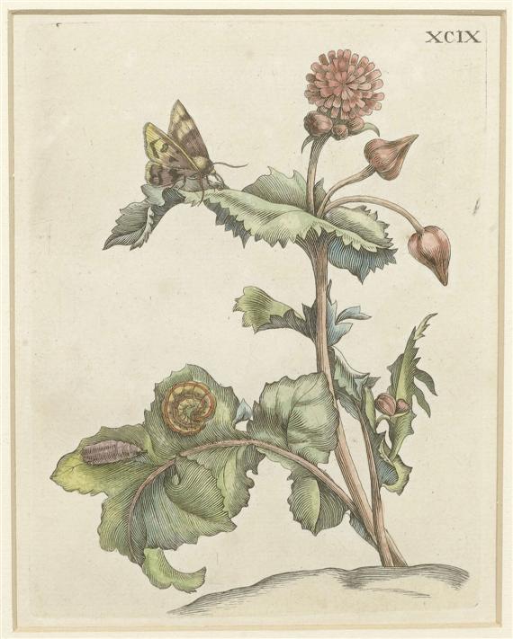 Appraisal: MERIAN MARIA SIBYLLA Frankfurt M - Amsterdam Set of botanical