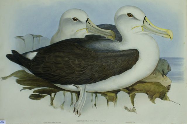 Appraisal: Cautious Albatros Diomedea Cauta