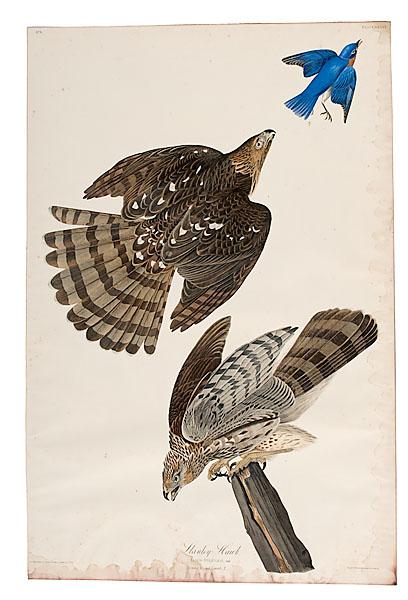 Appraisal: AUDUBON HAVELL EDITION PLATE XXXVI STANLEY HAWK hand-colored engraving etching