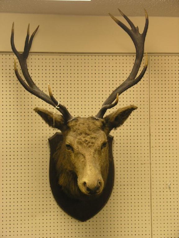 Appraisal: A large Stag's head with antlers glass eyes on shield-shape